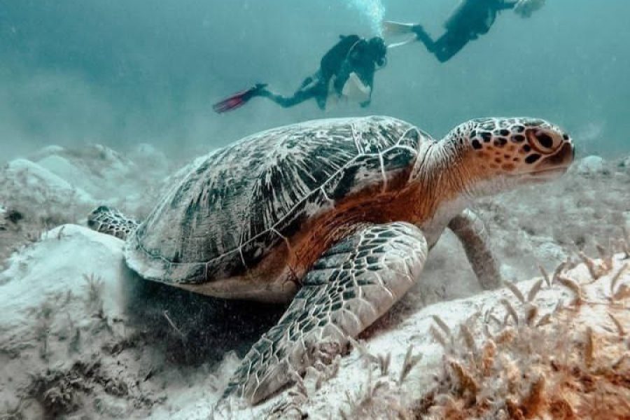 Marsa Assalaya from Shore – Diving